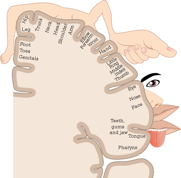 Homunculus Is Spring Of Life Cortex Man
