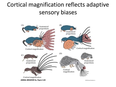 Cortical+magnification+reflects+adaptive+sensory+biases