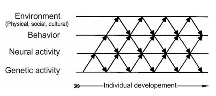 Dev System