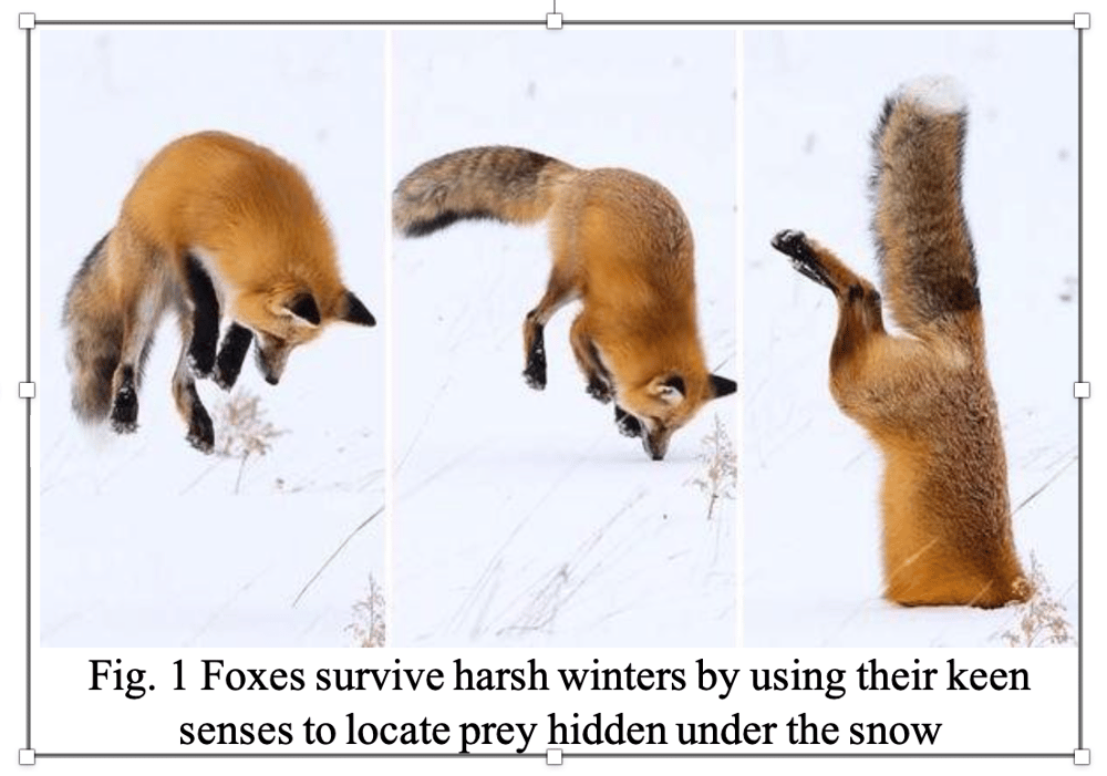 Fox Stuck in Snow'. Fox jumping into Snow. Тури Фокс.