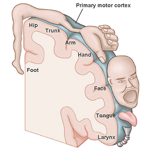 motor-cortex