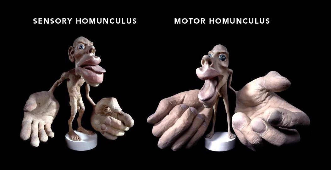 sensorimotor-homunculus